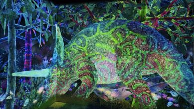 teamLab Launched New Project In Harajuku