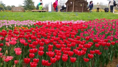 Immerse Yourself in Nature's Splendor