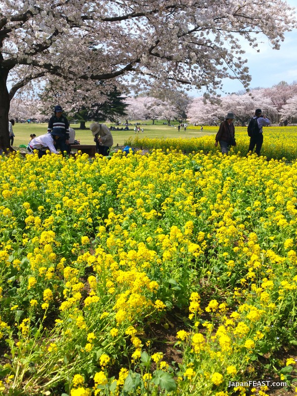 Immerse Yourself in Nature's Splendor