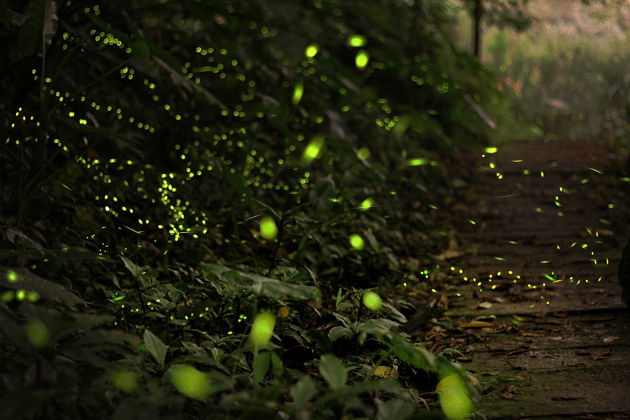 The 59th Fussa Firefly Festival Returns After Five Years!